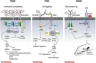 Understanding Fc Receptor Involvement in Inflammatory Diseases: From Mechanisms to New Therapeutic Tools